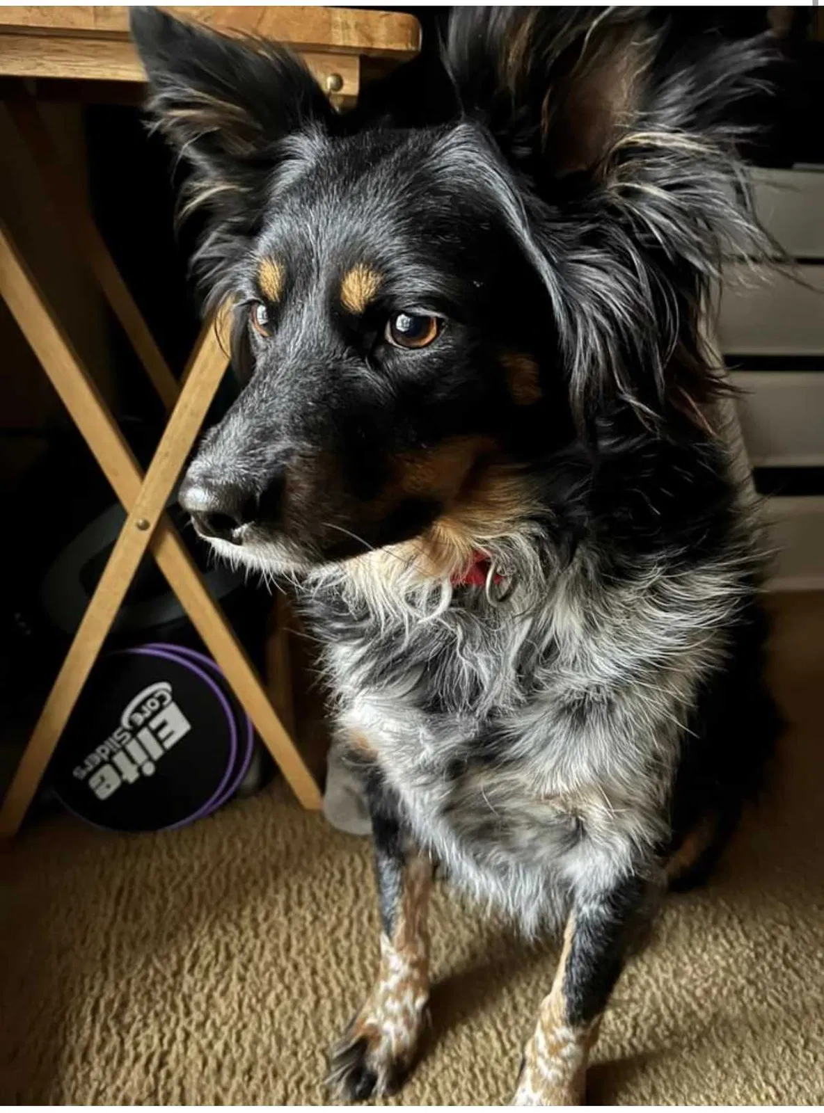 Lost dog in New Braunfels, TX, 78130
