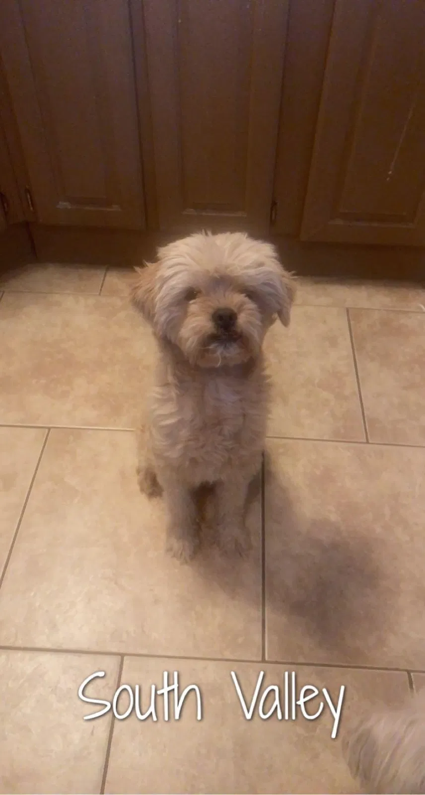 Lost dog in Albuquerque, NM, 87105