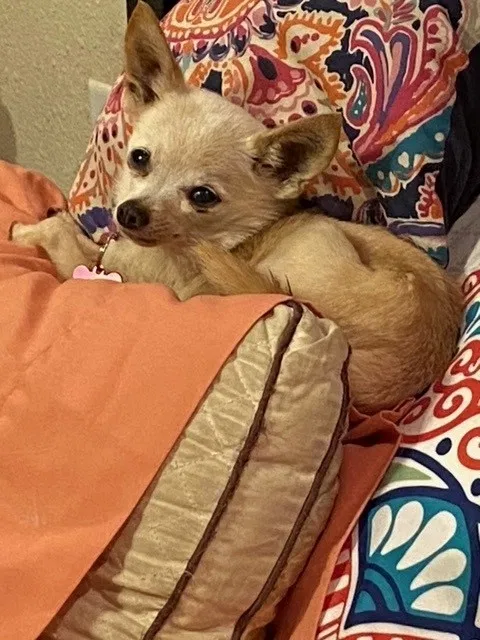 Lost dog in Palm Desert, CA, 92260