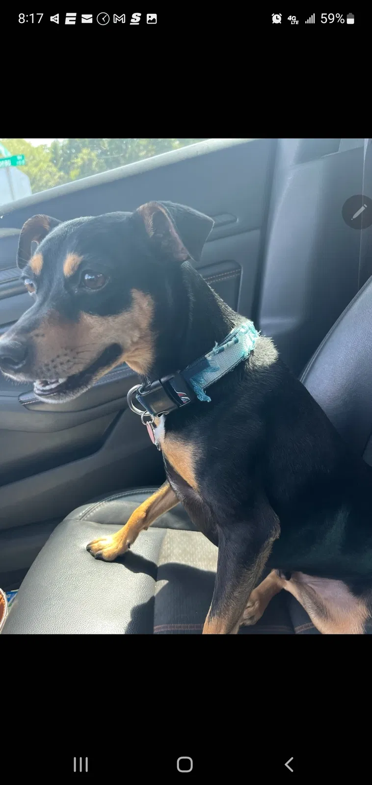 Lost dog in Lafayette, LA, 70506