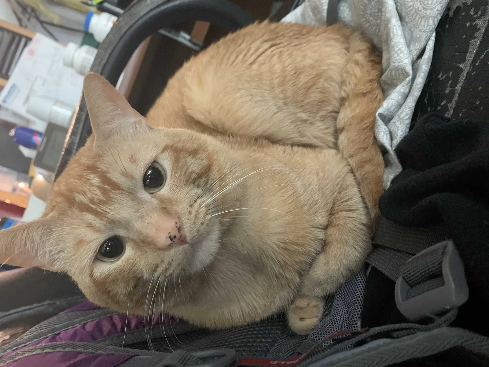 Lost cat in Fair Oaks, CA, 95628