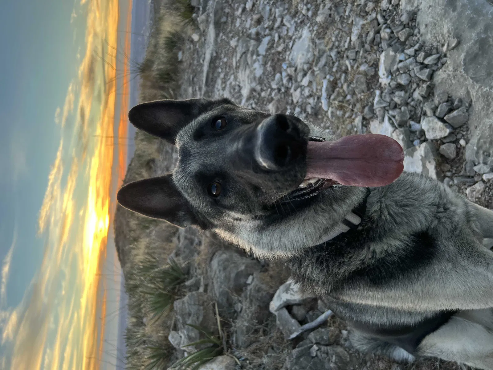 Lost dog in El Paso, TX, 79932