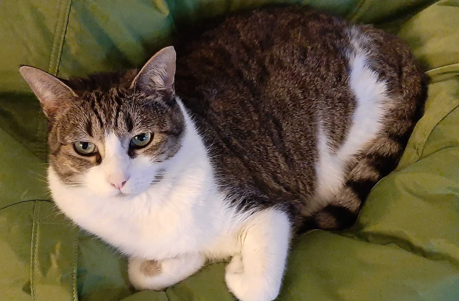 Lost cat in Seattle, WA, 98117