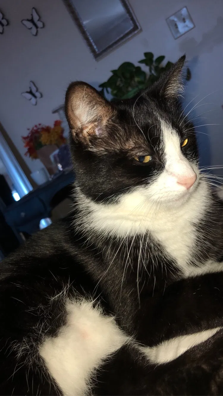 Lost cat in Fort Wayne, IN, 46808