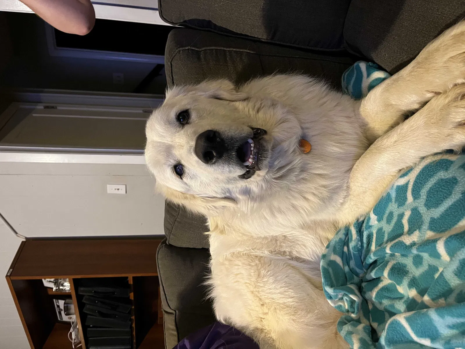 Lost dog in Knoxville, TN, 37920