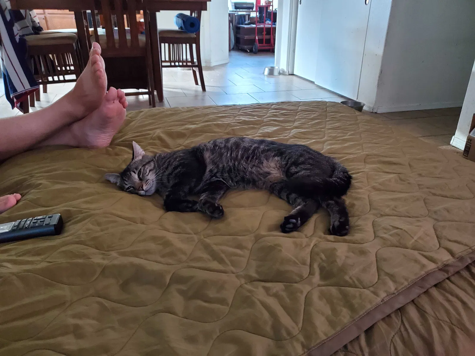 Lost cat in Surprise, AZ, 85388