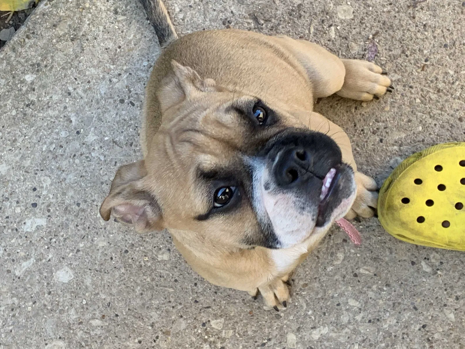 Lost dog in Milwaukee, WI, 53209