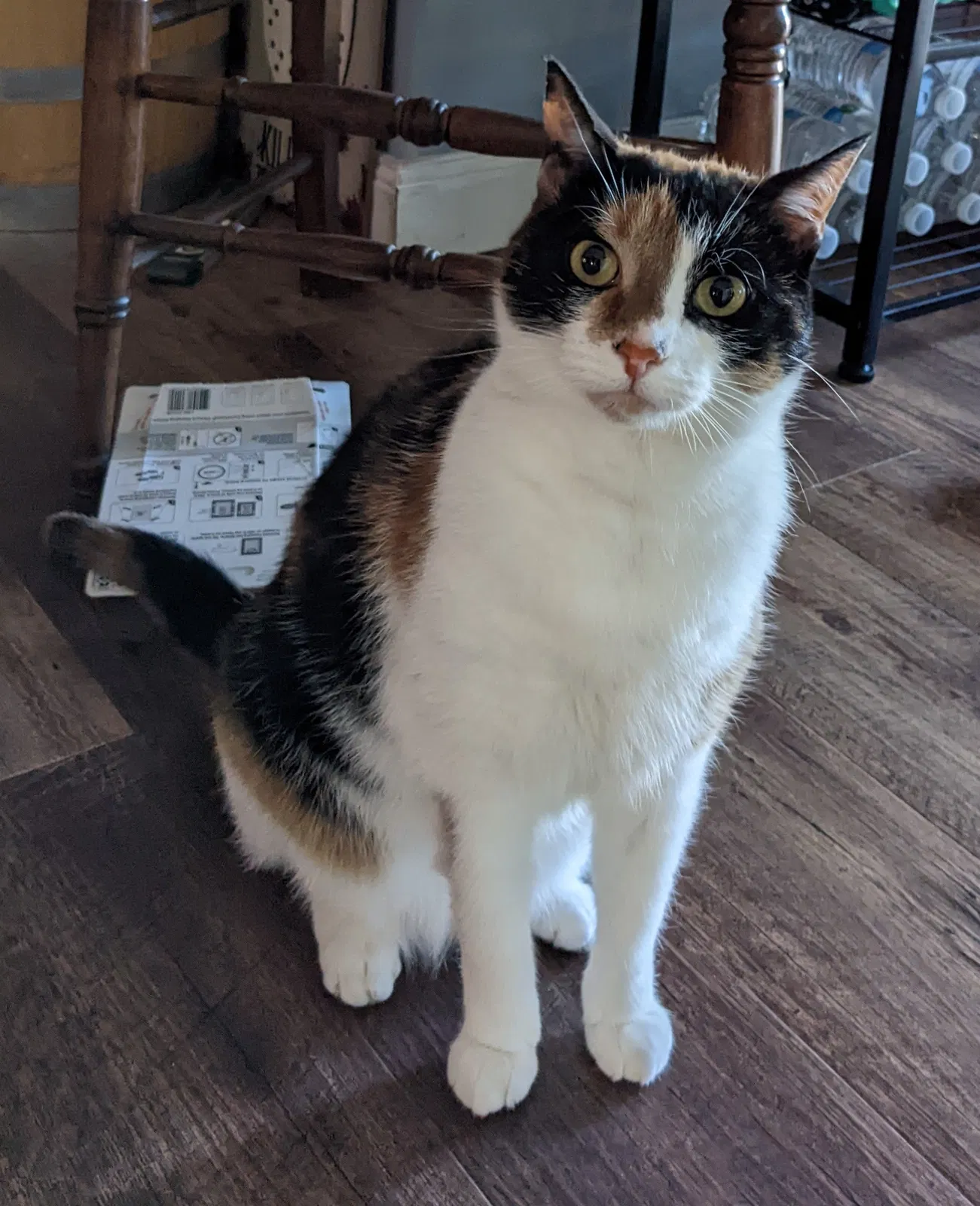 Lost cat in La Porte, IN, 46350