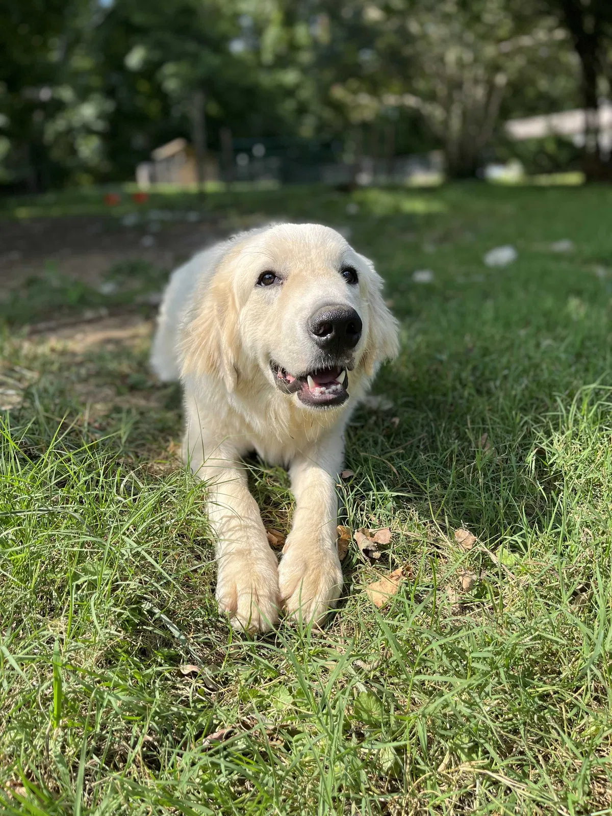 Lost dog in Knoxville, TN, 37920