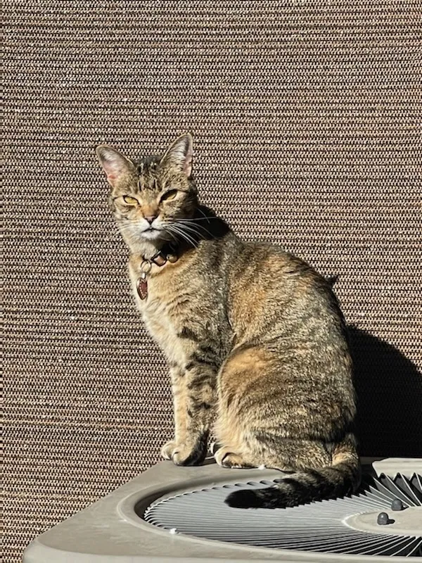 Lost cat in Sylmar, CA, 91342