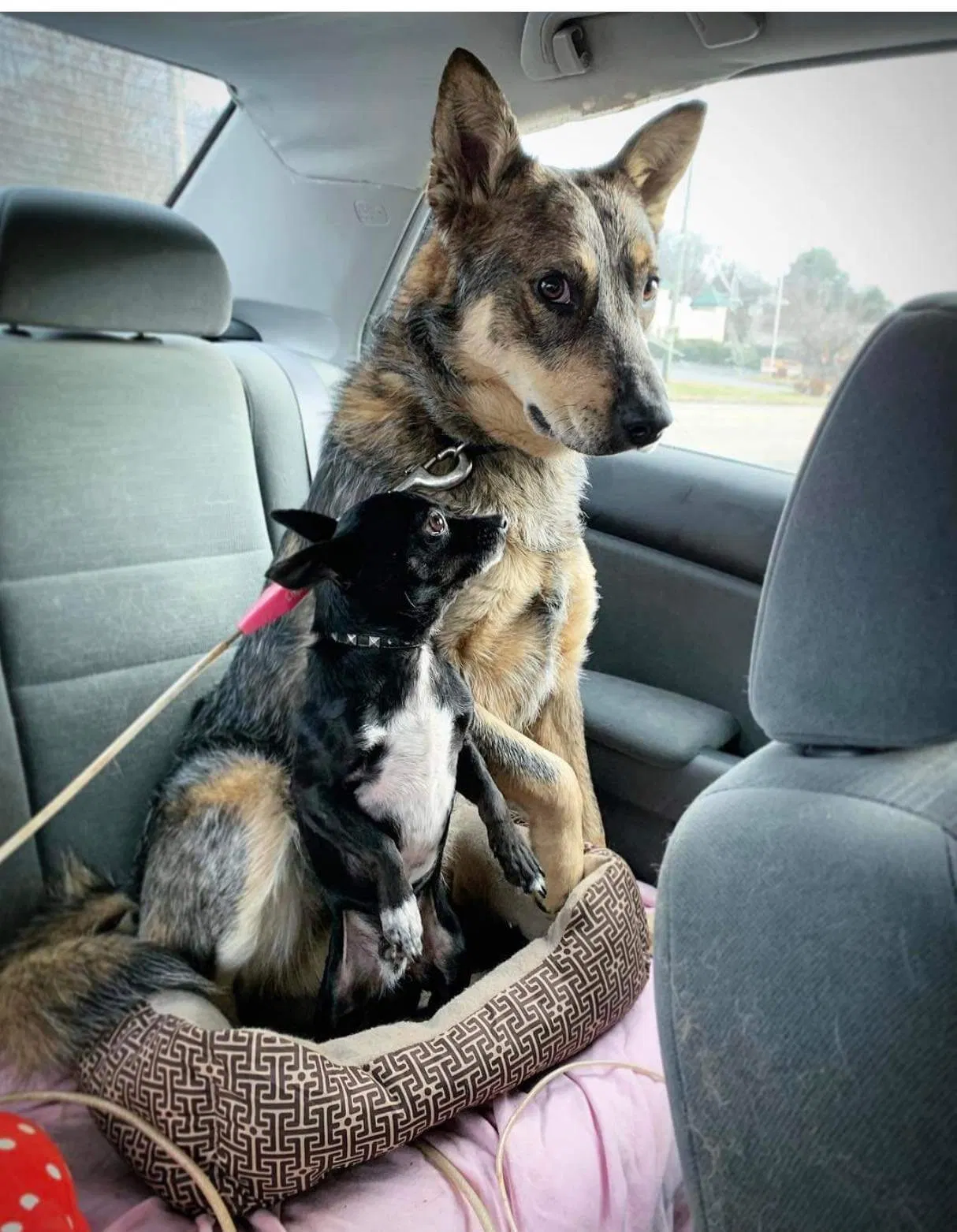 Lost dog in Knoxville, TN, 37921