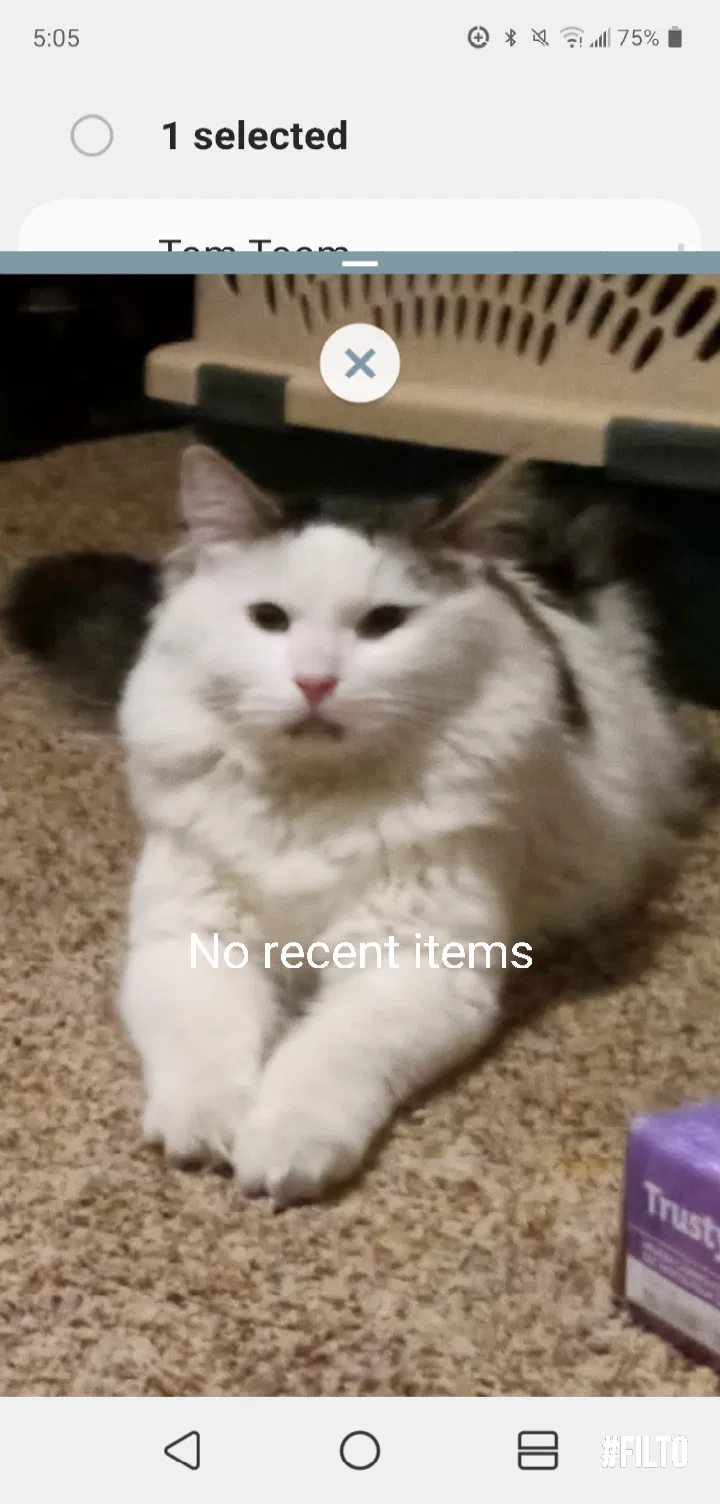 Lost cat in Boise, ID, 83709