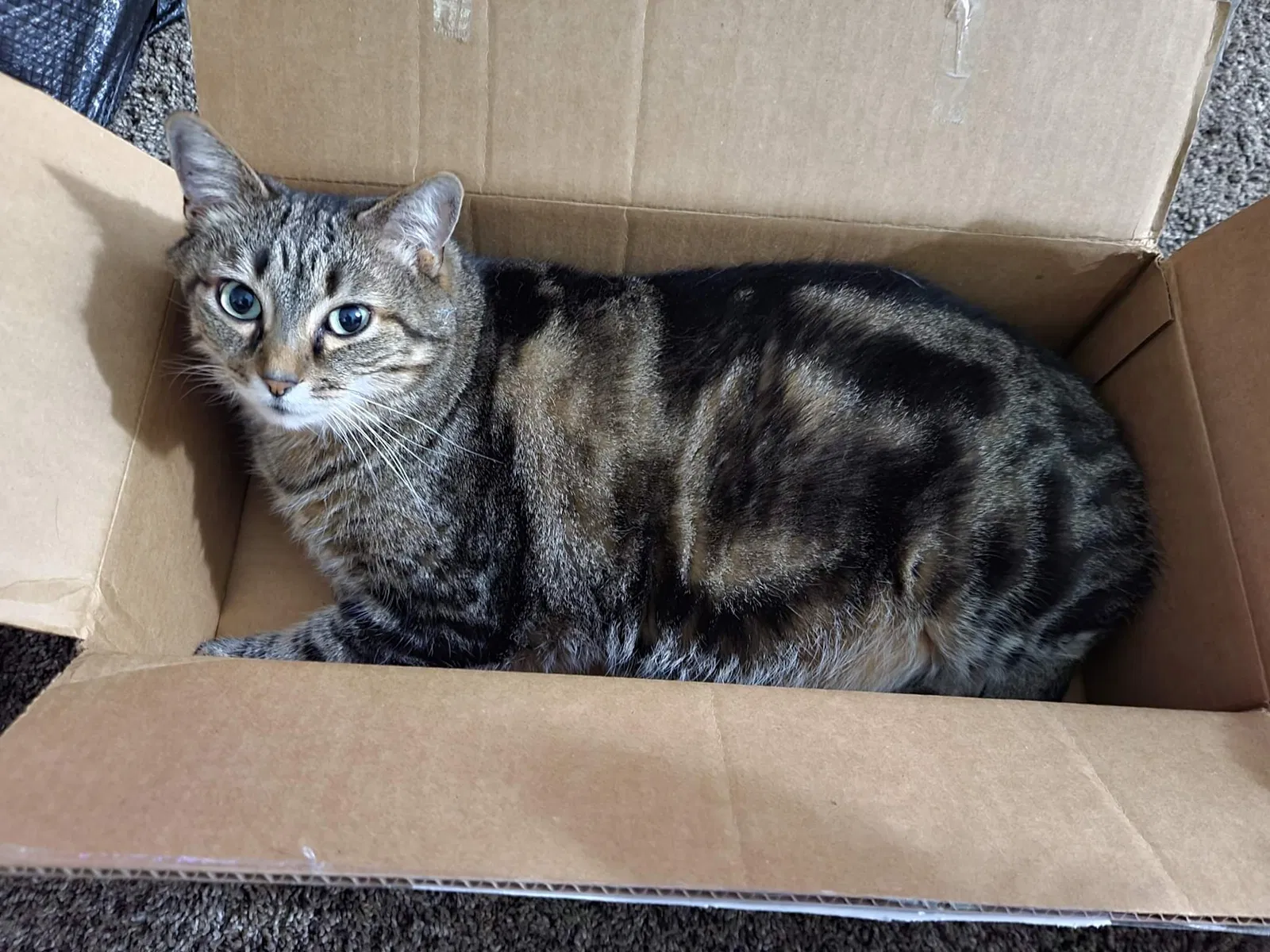 Lost cat in Hillsboro, OH, 45133