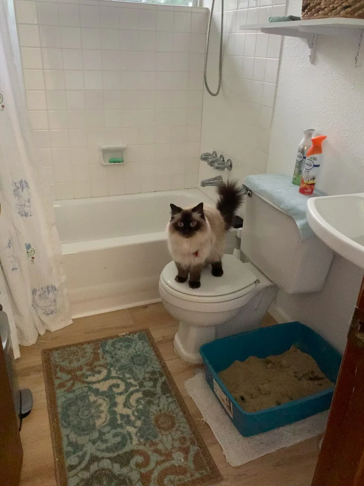 Lost cat in Woodinville, WA, 98072