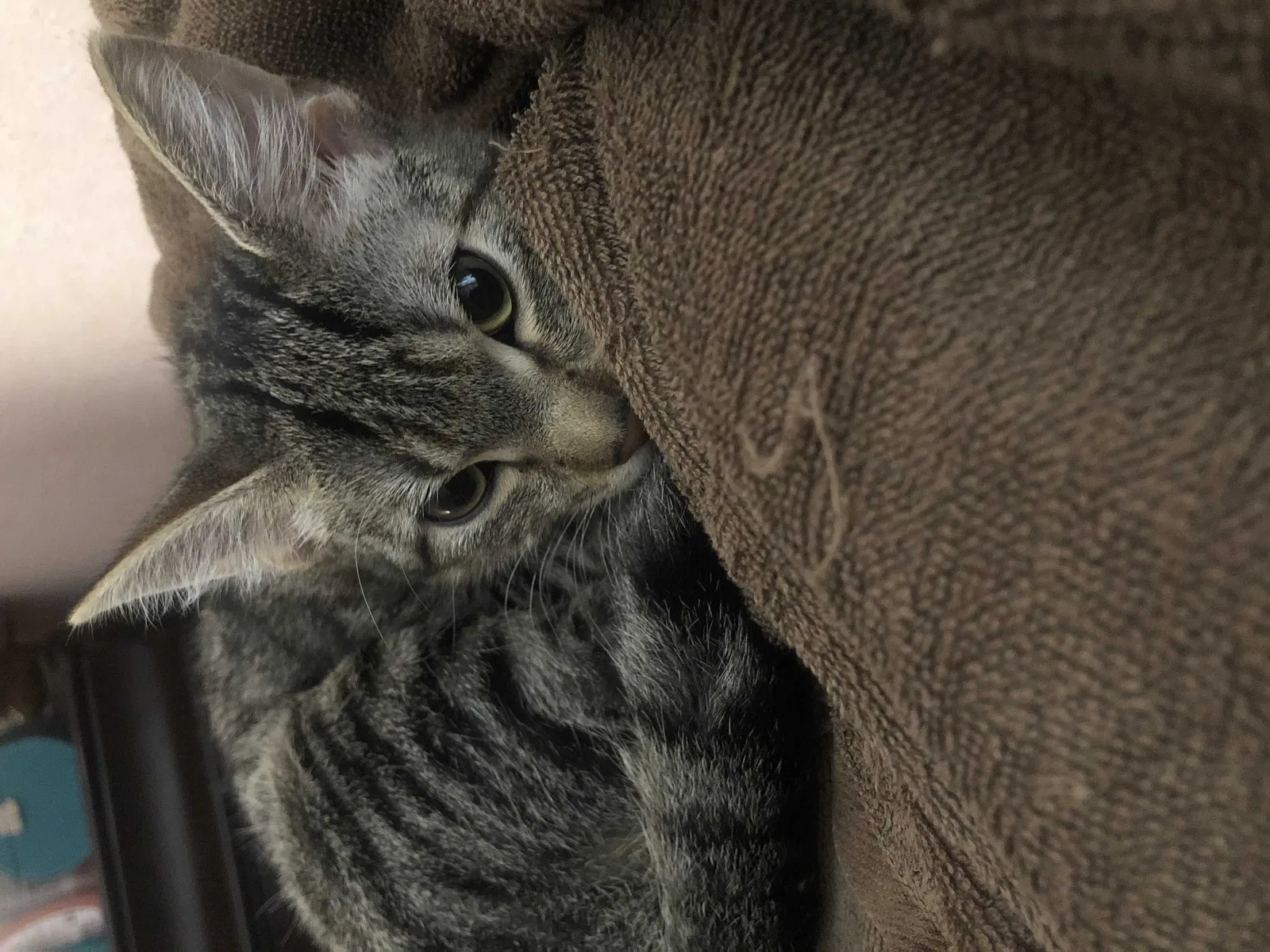 Lost cat in Pasadena, TX, 77506