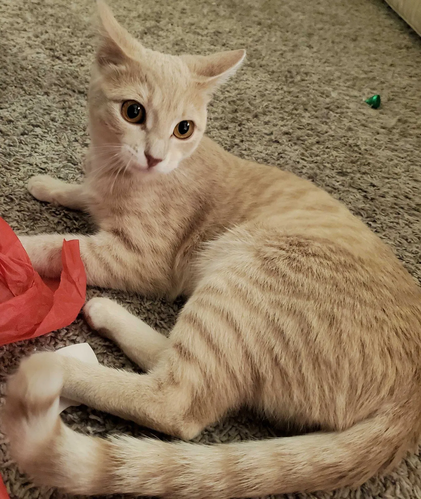 Lost cat in Salida, CA, 95368
