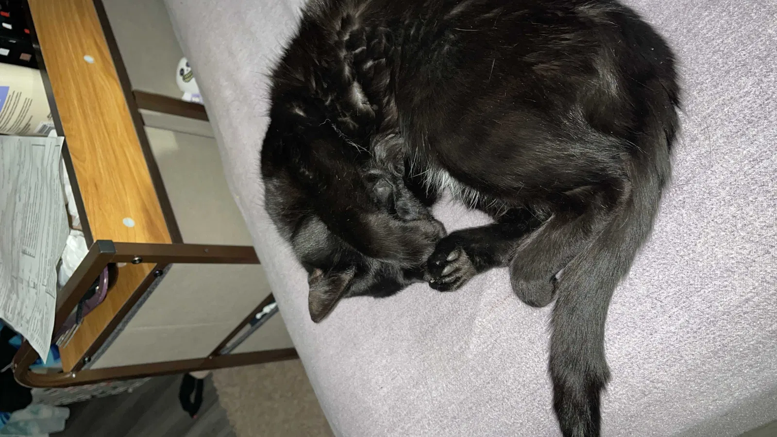 Lost cat in Melrose Park, IL, 60164