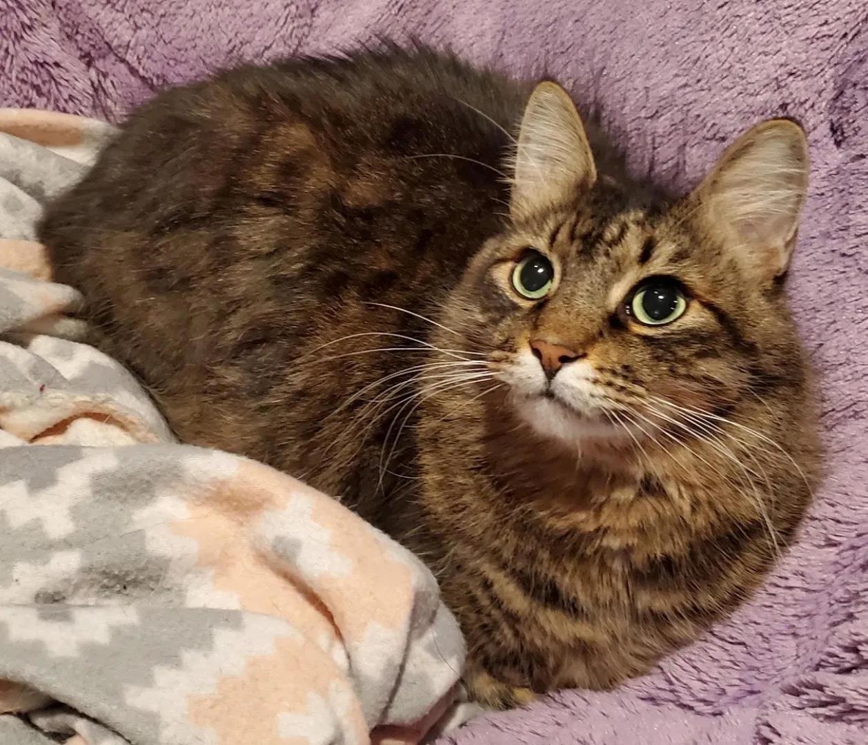 Lost cat in Huntsville, AL, 35810