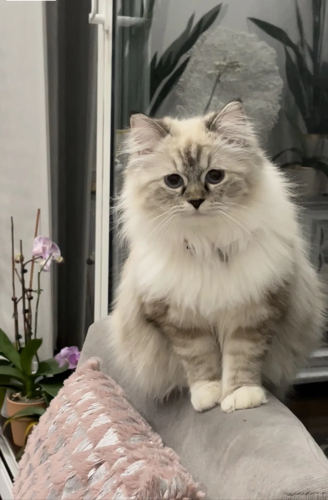 Lost cat in Stamford, CT, 6902