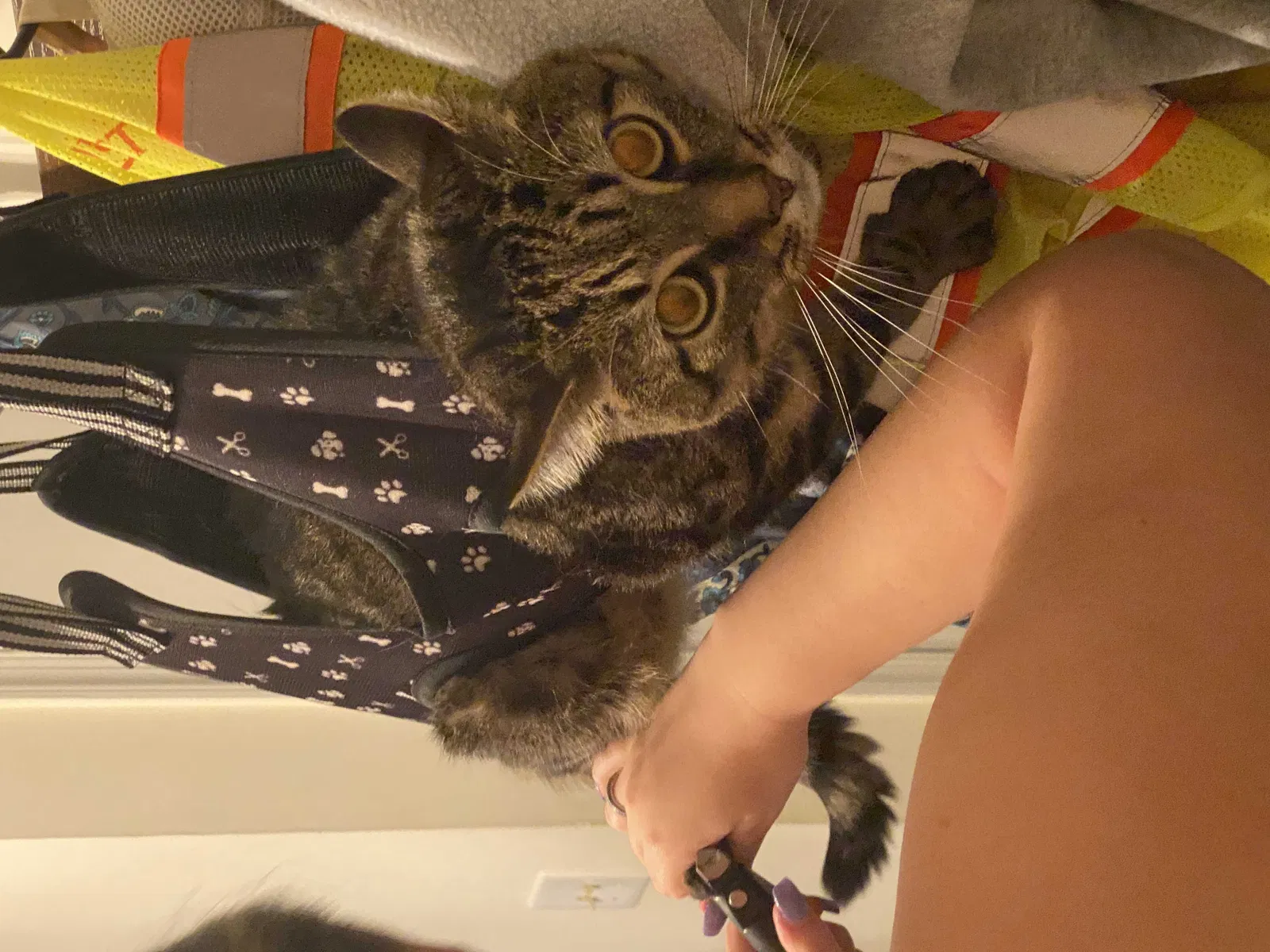 Lost cat in Virginia Beach, VA, 23464