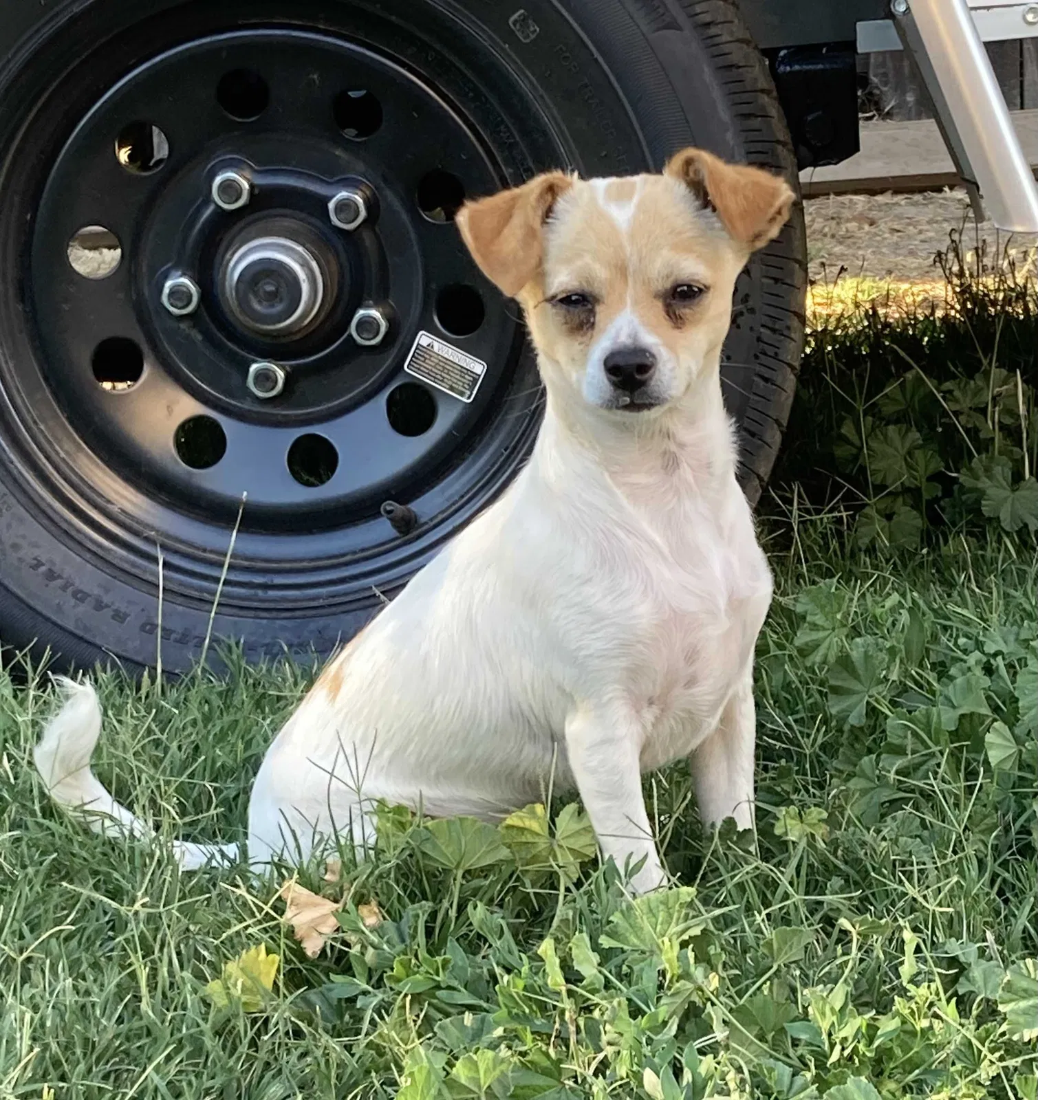 Lost dog in Fresno, CA, 93722