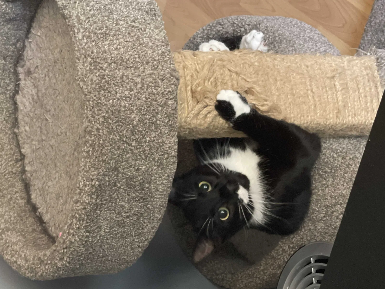 Lost cat in Palmdale, CA, 93552