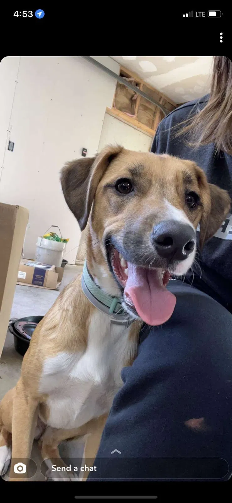 Lost dog in North Lewisburg, OH, 43060