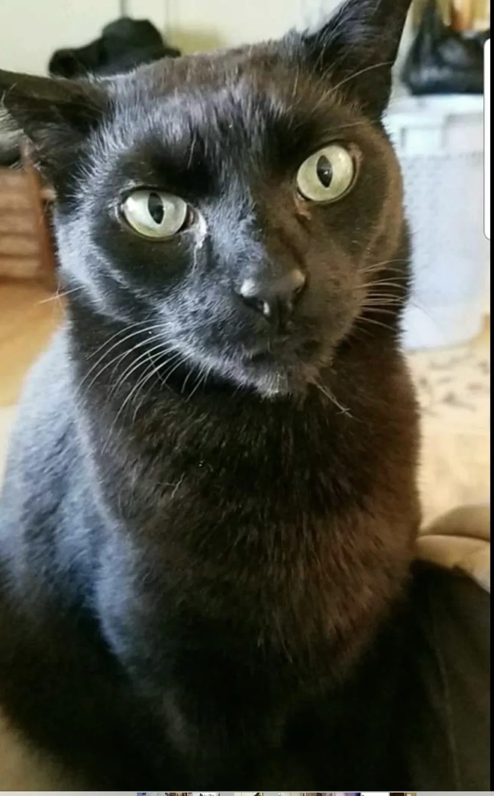 Lost cat in Wayne, NJ, 7470