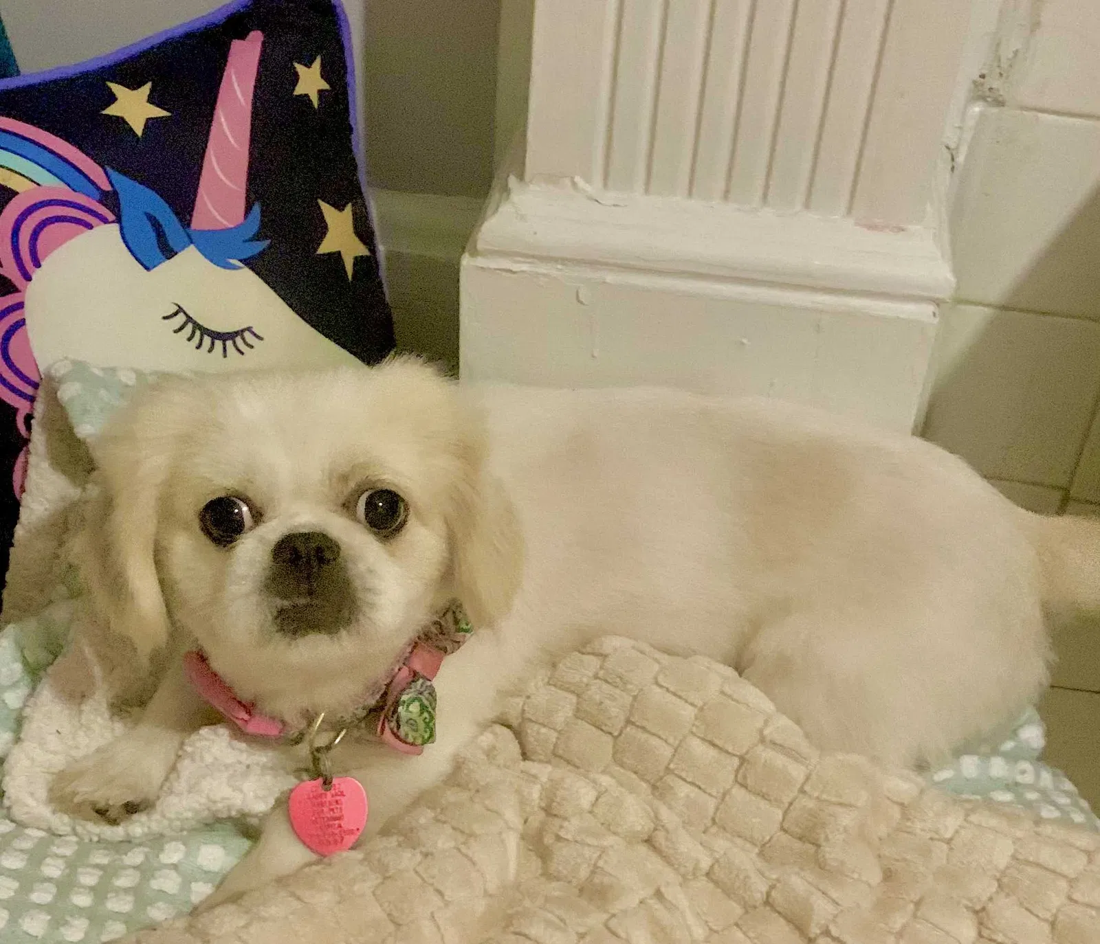 Lost dog in Montgomery, AL, 36109