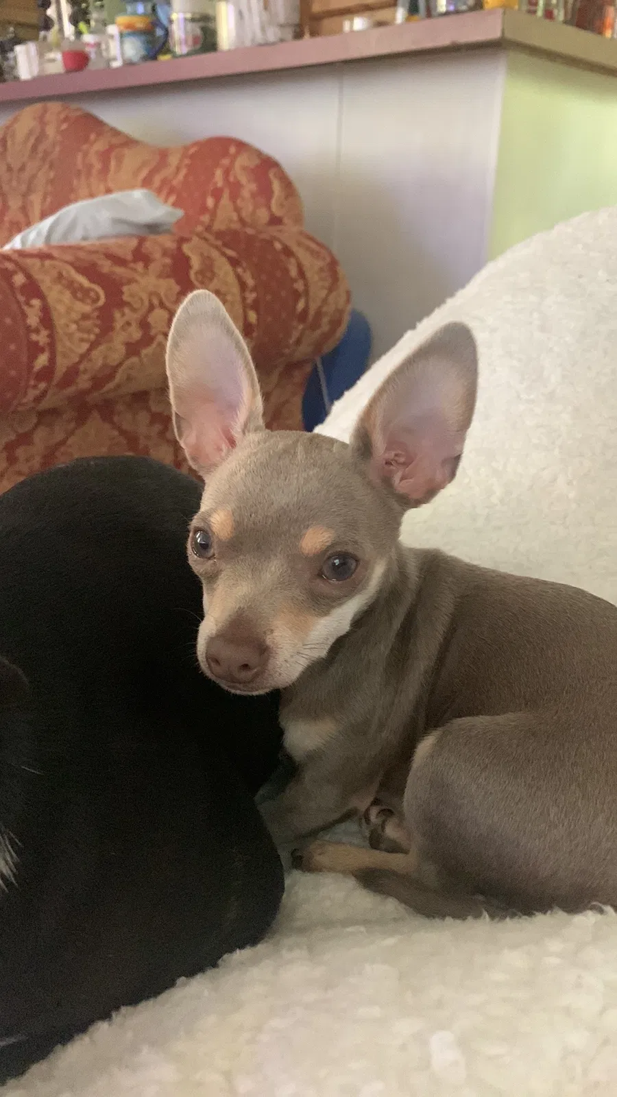 Lost dog in Vilonia, AR, 72173