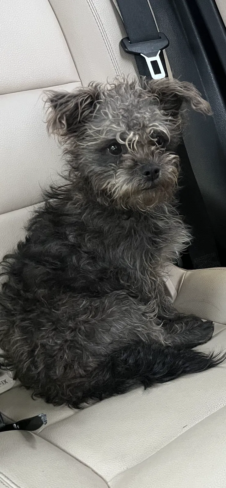 Lost dog in Memphis, TN, 38116