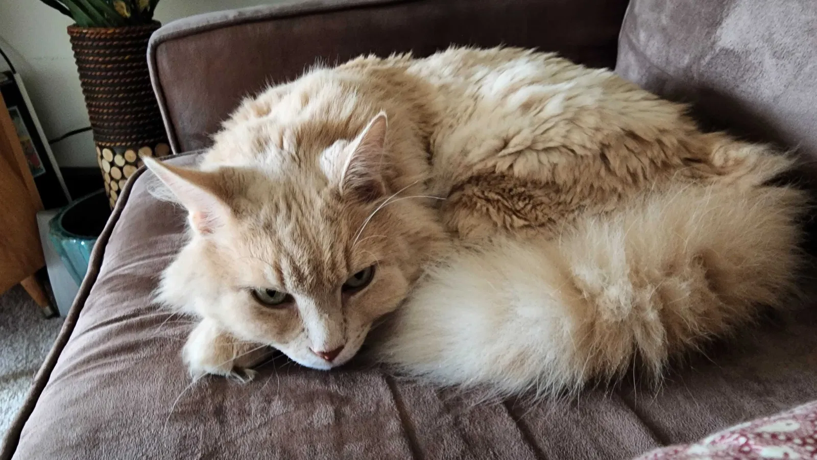 Lost cat in Levittown, PA, 19054