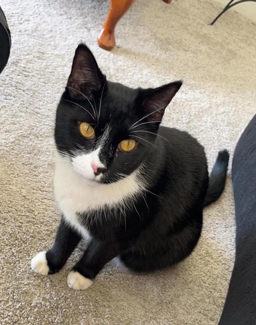 Lost cat in Fallbrook, CA, 92028