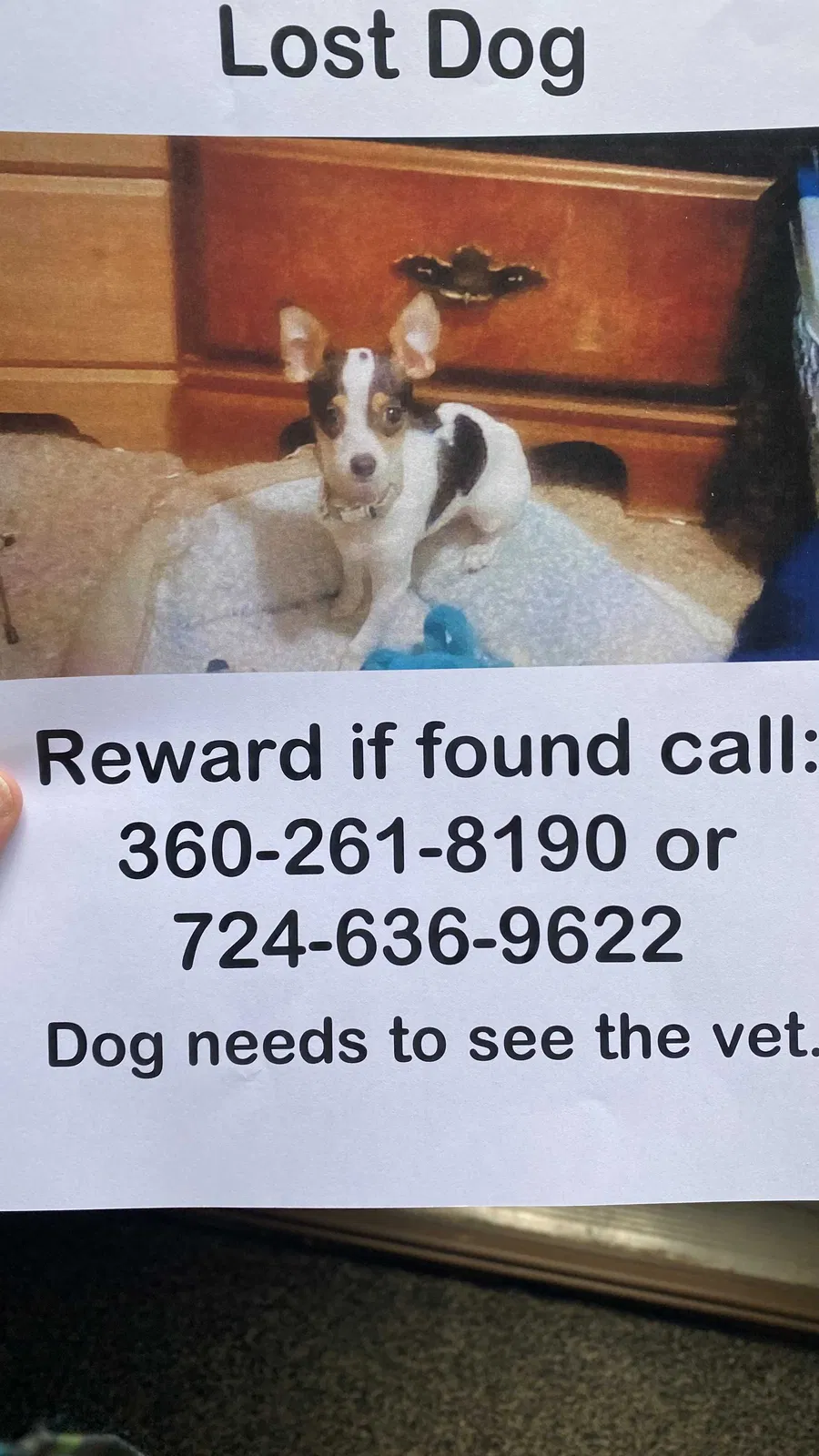 Lost dog in Bruin, PA, 16022