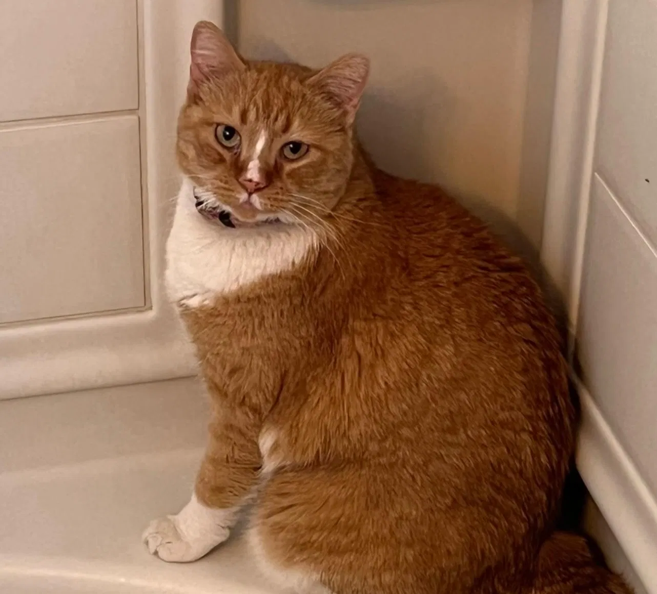 Lost cat in Salt Lake City, UT, 84119