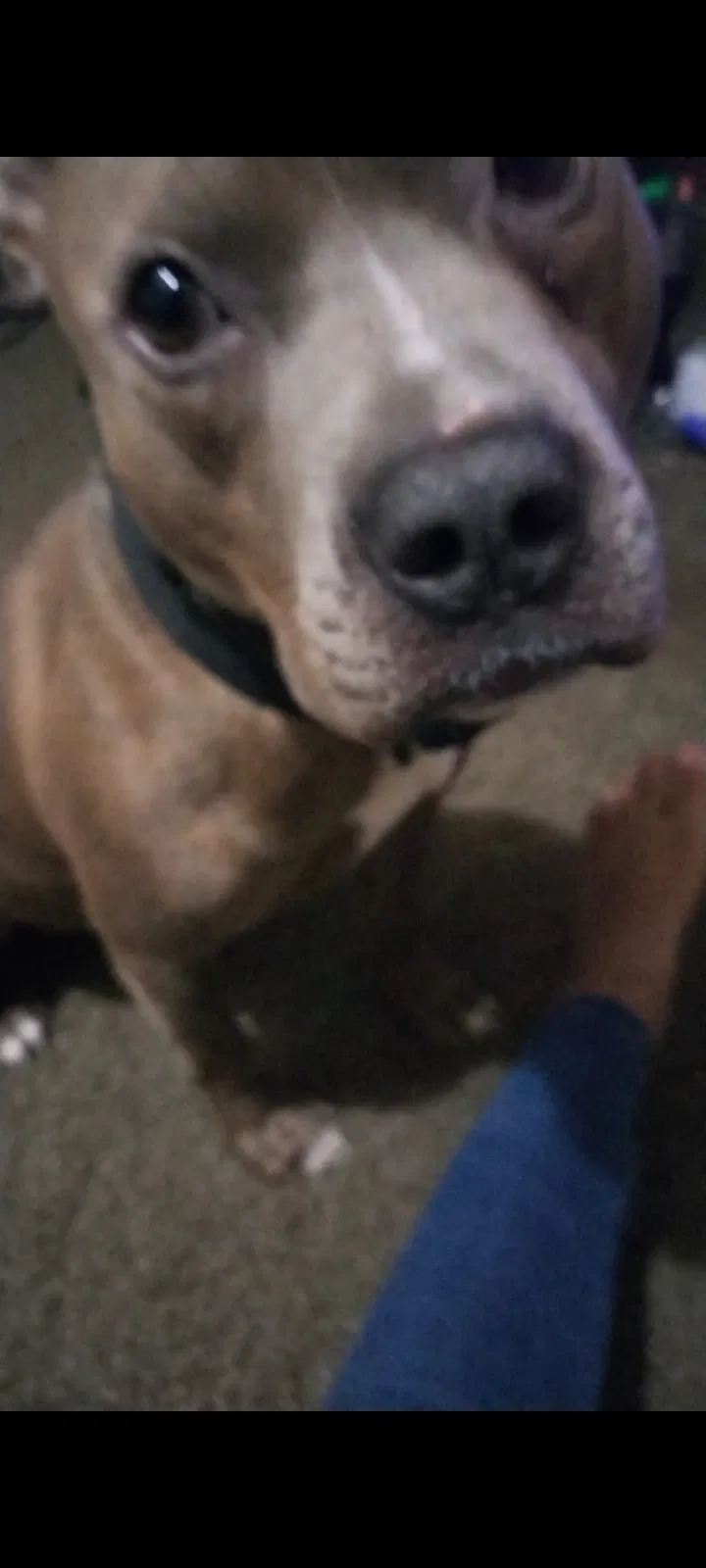 Lost dog in Highland, MI, 48356