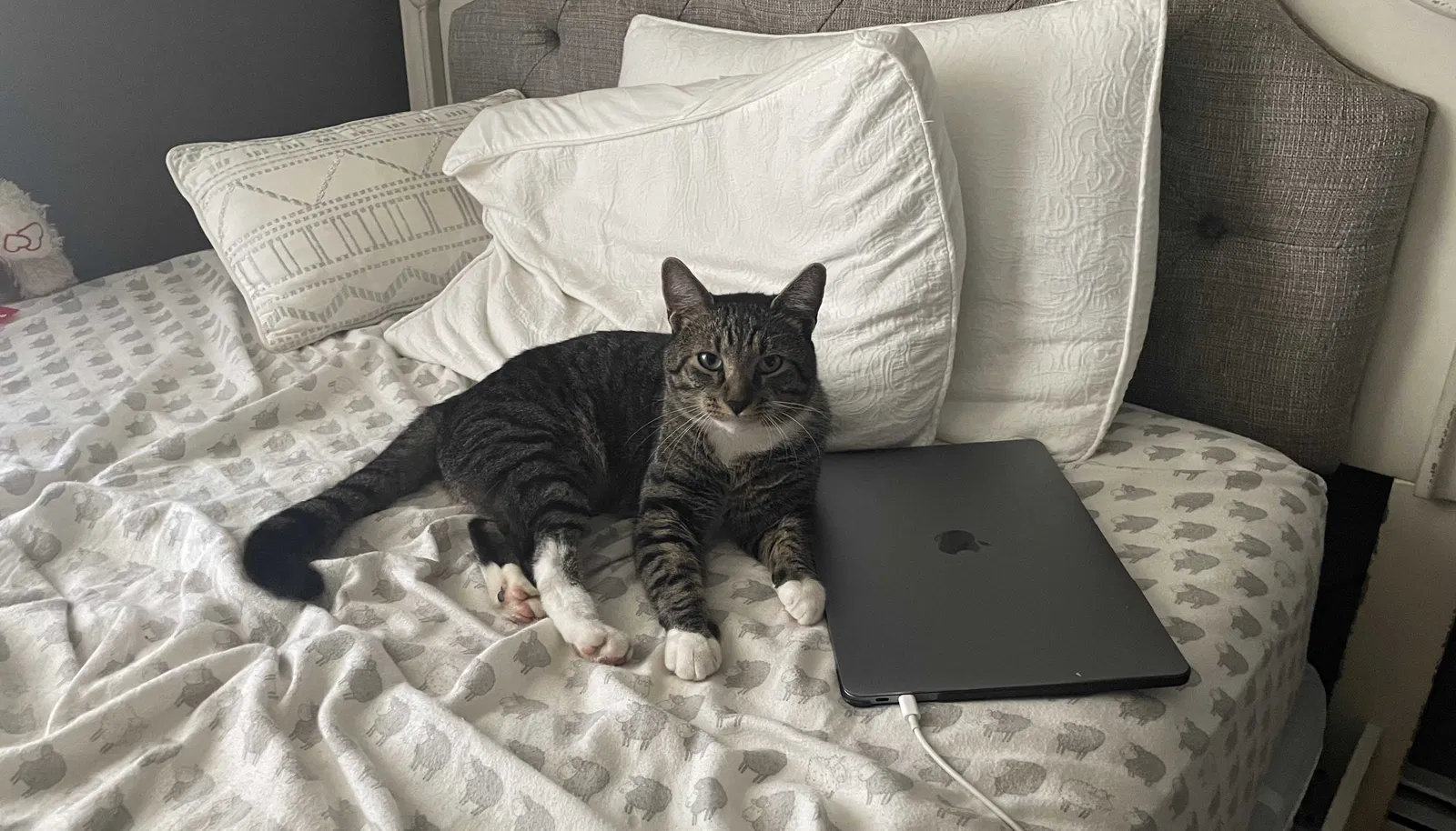 Lost cat in Hopewell Junction, NY, 12533