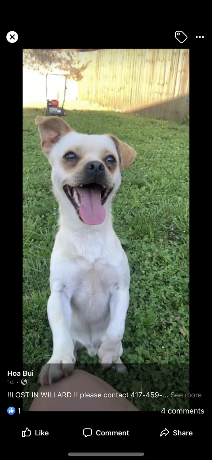 Lost dog in Willard, MO, 65781