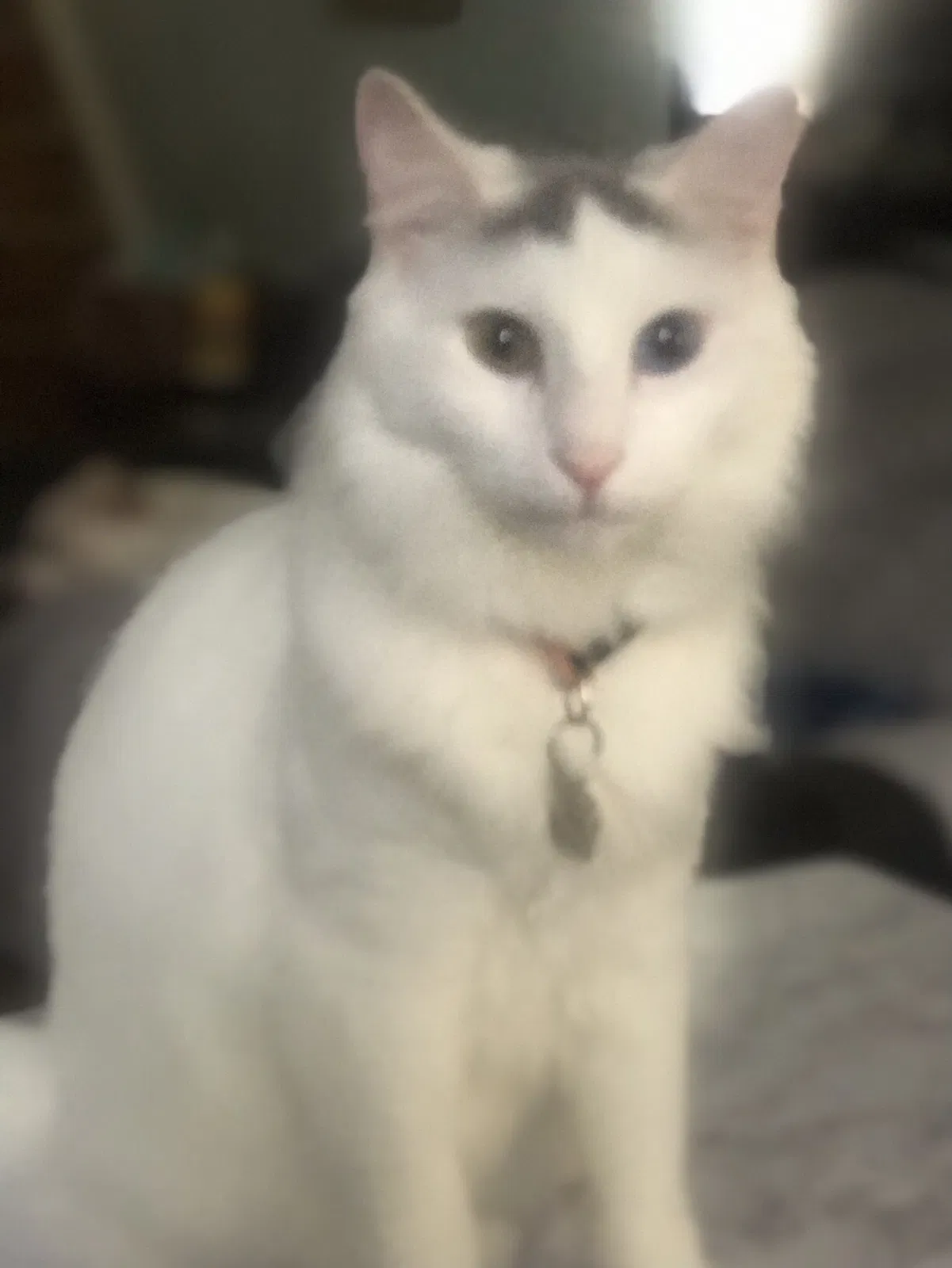 Lost cat in Merchantville, NJ, 8109