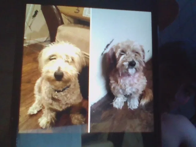 Lost dog in San Diego, CA, 92113
