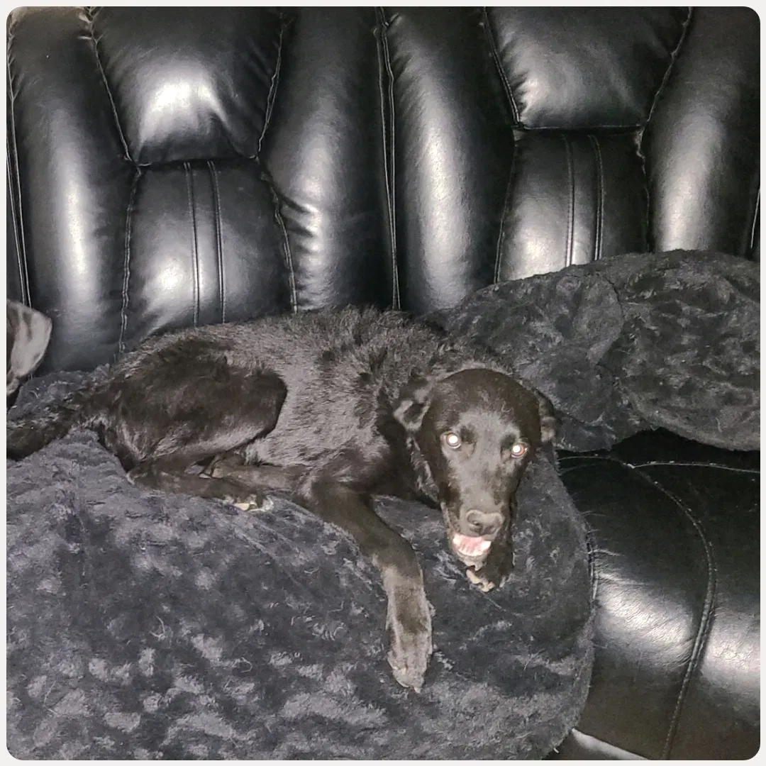Lost dog in Centerville, UT, 84014