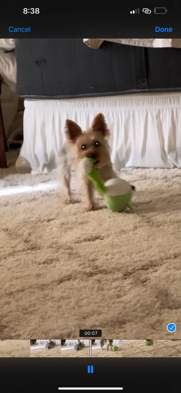Lost dog in Florissant, MO, 63033