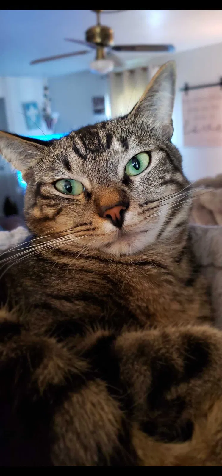 Lost cat in Carrollton, TX, 75007