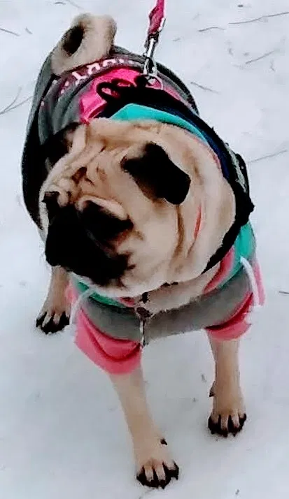 Lost dog in Las Vegas, NV, 89178