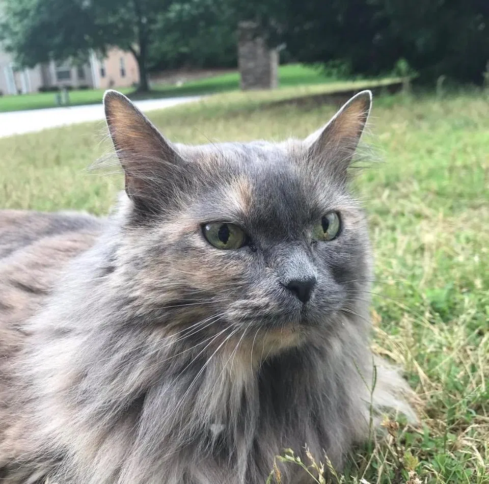 Lost cat in Loganville, GA, 30052