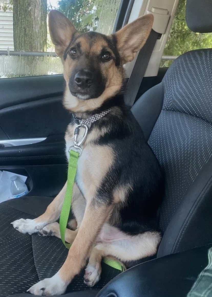 Lost dog in Fort Wayne, IN, 46806