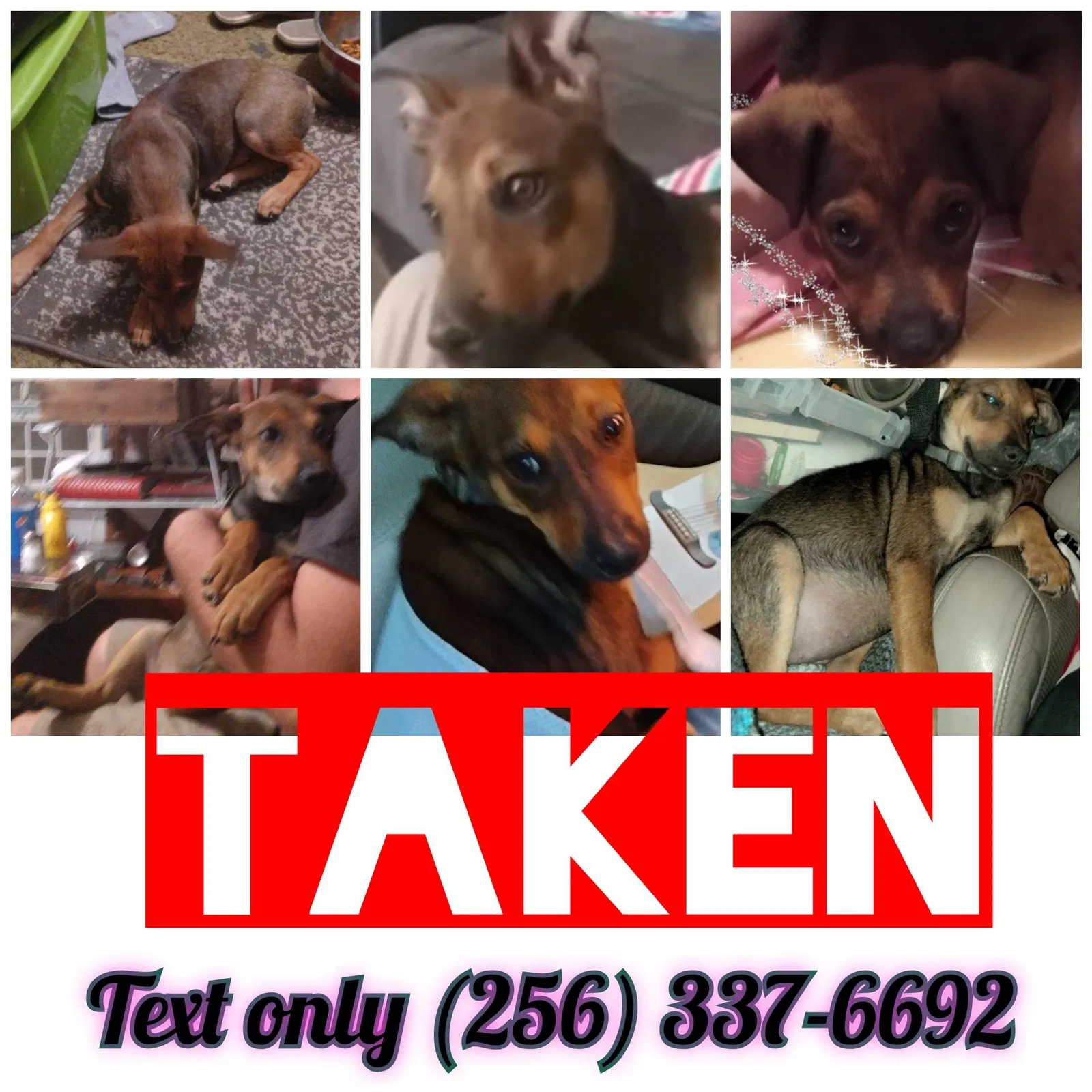 Lost dog in Pinson, AL, 35126