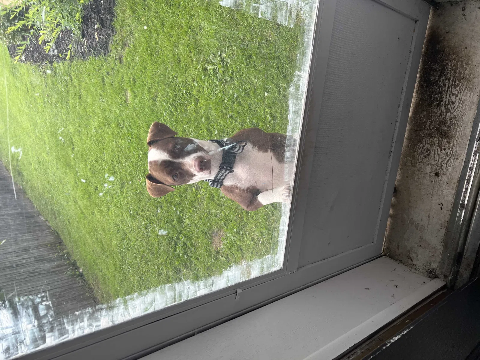 Found dog in Syracuse, NY, 13206