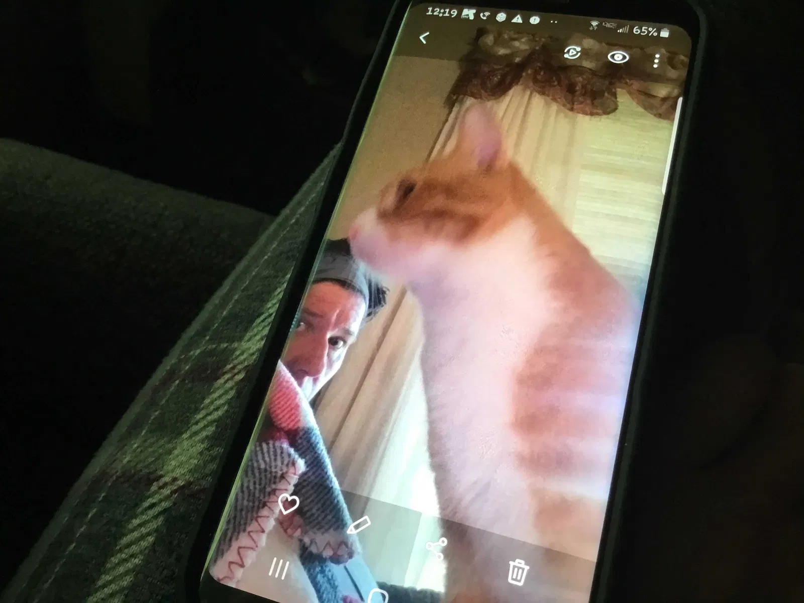Lost cat in Walworth, WI, 53184