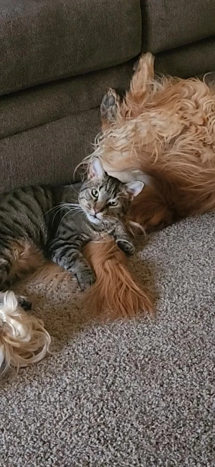 Lost cat in Pueblo, CO, 81007